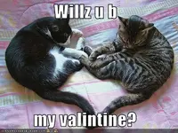 funny-pictures-cats-want-you-as-their-valentine.webp