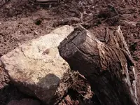 Dead fall cut.webp