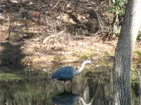 Heron striking.webp Heron striking.webp