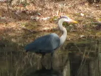 Heron Digital Zoom shot.webp Heron Digital Zoom shot.webp
