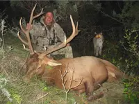 elk-lion.webp