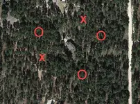 bforest2012-djmzsunshine.webp