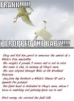 funny-pictures-storks-dropped-baby.webp