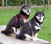 Yoshi.Suki.webp