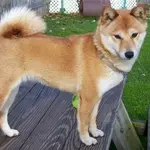 Takara4.webp