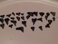 Sharks Teeth 1-21-12 2.webp