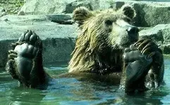 ATT00015.webp