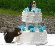 ATT00011.webp