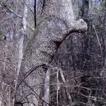 milo_ftn_hill_rd.webp