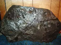 Fossils 010.webp