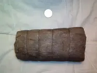 Fossils 020.webp