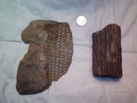 Fossils 023.jpg