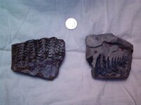 Fossils 025.jpg