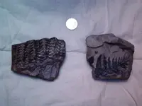 Fossils 025.webp