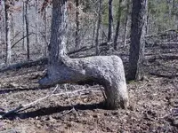 The site and Indian pointer tree020.webp The site and Indian pointer tree020.webp