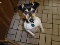 Dixie aka Digsy 2006.webp