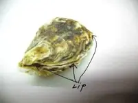 oyster2.webp
