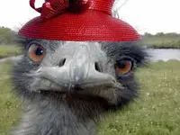 emu.webp