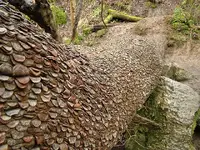 moneytree1.webp