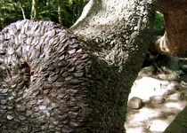 moneytree2.webp