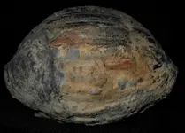 fossil22.webp