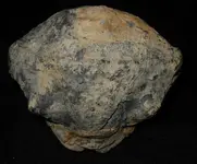 fossil33.webp