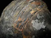 fossil4.webp
