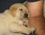 pups1.webp