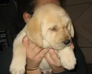 pups3.webp