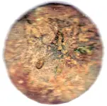 scan enhanced 1.webp