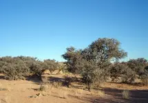 A.webp
