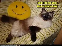 funny-pictures-cat-dont-tell-me.webp