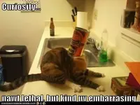 funny-pictures-curiosity.webp