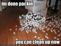 funny-pictures-cat-is-done-packing.webp