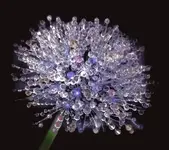 A dandelion covered with dew.webp