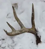 5pt.webp