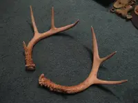 dayoffantlers.webp