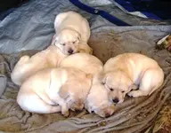 puppy1.webp
