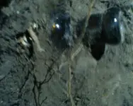 Amber Med in Situ.webp