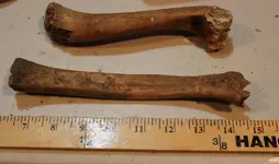 bones1.webp
