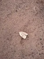 WP_001058.webp