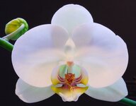 January Orchid small.jpg