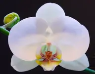 January Orchid small.webp