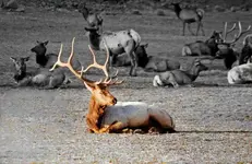 Lone Bull small.webp