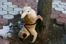 ATT00030.webp