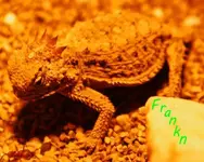 Horney toad and ant-AZ.webp Horney toad and ant-AZ.webp