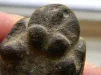 Sandstone Turtle 003.webp