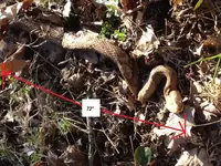 Giant Copperhead.webp