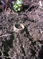 Gold ring dirt.webp