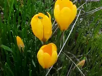 Crocus1.webp